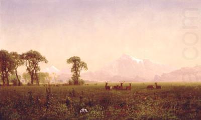 Albert Bierstadt Elk Grazing in the Wind River Country china oil painting image